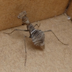 Paraoxypilus tasmaniensis (Black bark mantis or Boxing mantis) at QPRC LGA - 5 Apr 2021 by arjay