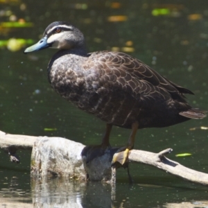 Anas superciliosa at Victoria Point, QLD - 29 Sep 2023