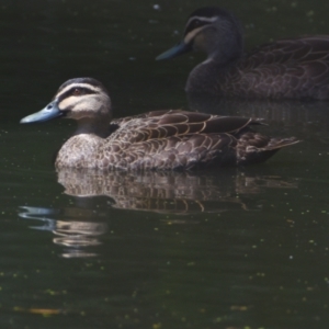 Anas superciliosa at Victoria Point, QLD - 29 Sep 2023