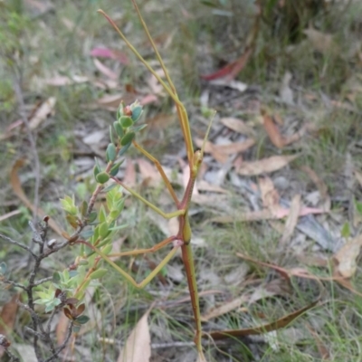 Acrophylla titan (Titan Stick Insect) at QPRC LGA - 16 Jan 2022 by arjay