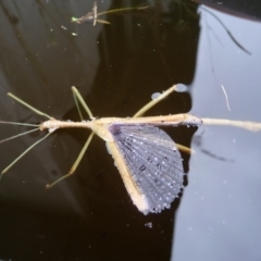 Didymuria violescens (Spur-legged stick insect) at Mongarlowe River - 11 Feb 2018 by arjay