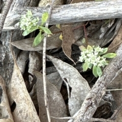 Poranthera microphylla (Small Poranthera) at Cook, ACT - 29 Sep 2023 by lbradley