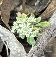 Poranthera microphylla at Cook, ACT - 29 Sep 2023 05:10 PM