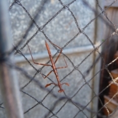 Archimantis sp. (genus) at QPRC LGA - 17 Apr 2011 by arjay