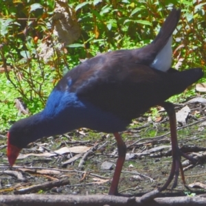 Porphyrio melanotus at Victoria Point, QLD - 29 Sep 2023 12:03 PM