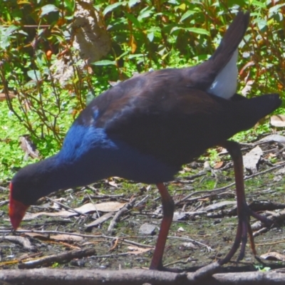 Porphyrio melanotus (Australasian Swamphen) at Victoria Point, QLD - 29 Sep 2023 by PJH123