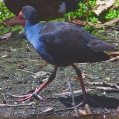 Porphyrio melanotus at Victoria Point, QLD - 29 Sep 2023 12:03 PM