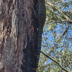 Varanus varius (Lace Monitor) at Monga, NSW - 29 Sep 2023 by Csteele4