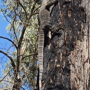 Varanus varius at Monga, NSW - 29 Sep 2023