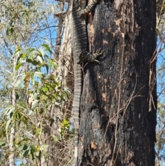 Varanus varius at Monga, NSW - 29 Sep 2023