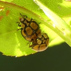 Harmonia testudinaria (Tortoise-shelled ladybird) at Wingecarribee Local Government Area - 24 Sep 2023 by Curiosity
