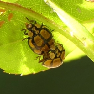 Harmonia testudinaria at Braemar, NSW - 24 Sep 2023 01:59 PM