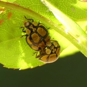 Harmonia testudinaria (Tortoise-shelled ladybird) at Braemar, NSW by Curiosity