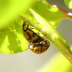 Harmonia testudinaria at Braemar, NSW - 24 Sep 2023