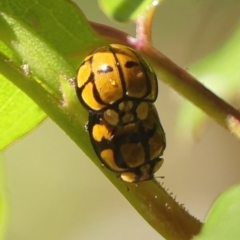 Harmonia testudinaria at Braemar, NSW - 24 Sep 2023