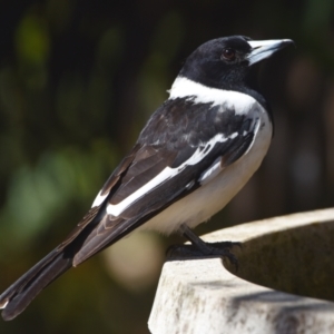 Cracticus nigrogularis at Sheldon, QLD - suppressed