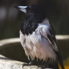 Cracticus nigrogularis at Sheldon, QLD - suppressed