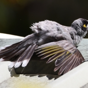 Manorina melanocephala at Sheldon, QLD - suppressed