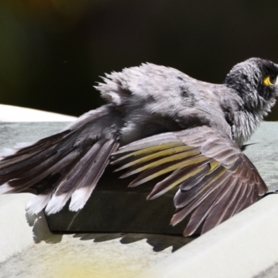 Manorina melanocephala (Noisy Miner) at Sheldon, QLD - 27 Sep 2023 by PJH123