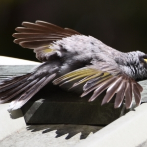 Manorina melanocephala at Sheldon, QLD - suppressed