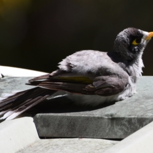 Manorina melanocephala at Sheldon, QLD - suppressed