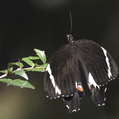 Papilio aegeus (Orchard Swallowtail, Large Citrus Butterfly) at Sheldon, QLD - 27 Sep 2023 by PJH123
