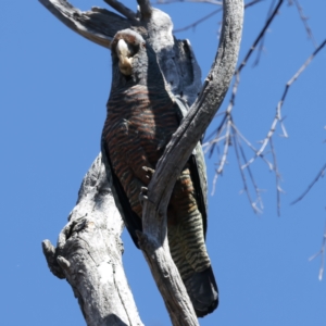 Callocephalon fimbriatum at Majura, ACT - suppressed