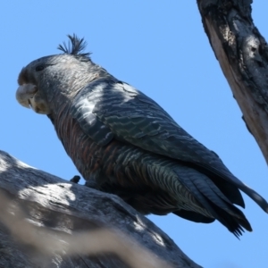 Callocephalon fimbriatum at Majura, ACT - suppressed