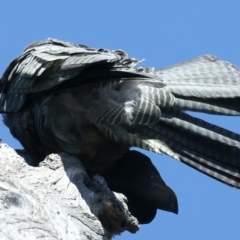 Callocephalon fimbriatum at Majura, ACT - suppressed