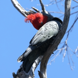 Callocephalon fimbriatum at Majura, ACT - 28 Sep 2023