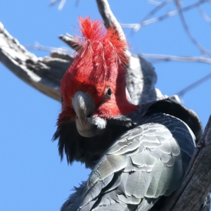 Callocephalon fimbriatum at Majura, ACT - 28 Sep 2023