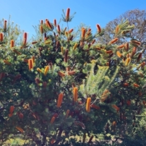 Banksia ericifolia at Farrer, ACT - 29 Sep 2023