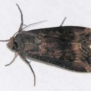 Agrotis ipsilon at Sheldon, QLD - suppressed