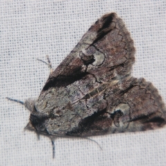 Alophosoma (genus) (A Crest moth (Eree)ebina) at Sheldon, QLD - 17 Aug 2007 by PJH123
