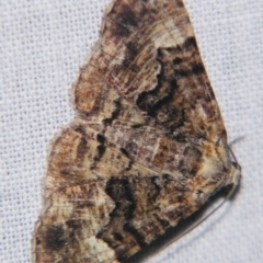 Aporoctena scierodes (Buff-tinted Geometrid) at Sheldon, QLD - 17 Aug 2007 by PJH123