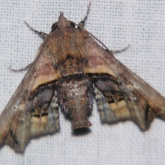 Tagalla plumbea (Barred Euteliid) at Sheldon, QLD - 17 Aug 2007 by PJH123