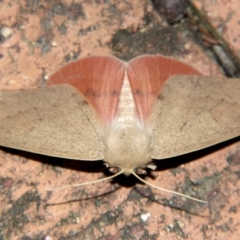 Arhodia lasiocamparia (Pink Arhodia) at Sheldon, QLD - 18 Aug 2007 by PJH123