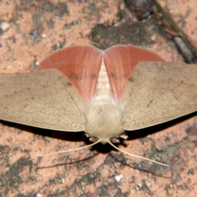 Unidentified Geometer moth (Geometridae) at Sheldon, QLD - 17 Aug 2007 by PJH123