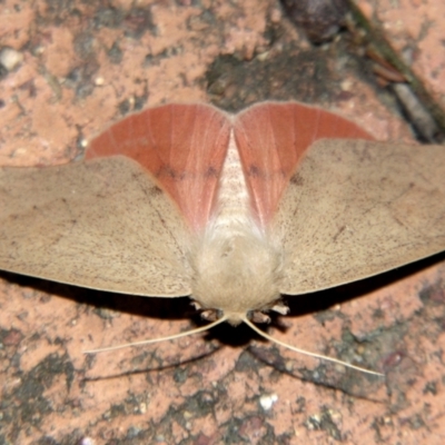 Arhodia lasiocamparia (Pink Arhodia) at Sheldon, QLD - 18 Aug 2007 by PJH123
