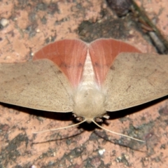 Unidentified Geometer moth (Geometridae) at Sheldon, QLD - 17 Aug 2007 by PJH123