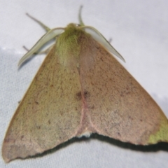 Arhodia lasiocamparia at Sheldon, QLD - suppressed