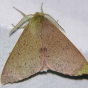 Arhodia lasiocamparia at Sheldon, QLD - suppressed