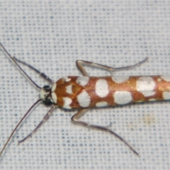 Atteva niphocosma (An Ermine moth) at Sheldon, QLD - 17 Aug 2007 by PJH123