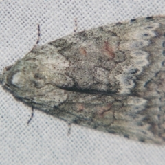 Calathusa basicunea (Eastern Calathusa) at Sheldon, QLD - 17 Aug 2007 by PJH123