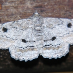 Cleora displicata (A Cleora Bark Moth) at Sheldon, QLD - 17 Aug 2007 by PJH123