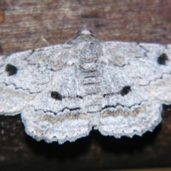 Cleora displicata (A Cleora Bark Moth (Boarmiini) at Sheldon, QLD - 17 Aug 2007 by PJH123