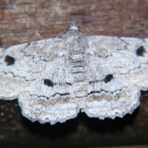 Cleora displicata at Sheldon, QLD - suppressed