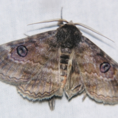 Donuca castalia (An Erebid moth (Catocalini)) at Sheldon, QLD - 17 Aug 2007 by PJH123