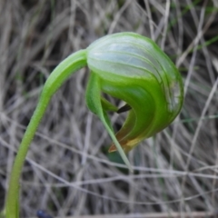 Pterostylis nutans (Nodding Greenhood) at Tidbinbilla Nature Reserve - 29 Sep 2023 by JohnBundock