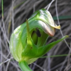 Pterostylis nutans at Paddys River, ACT - suppressed